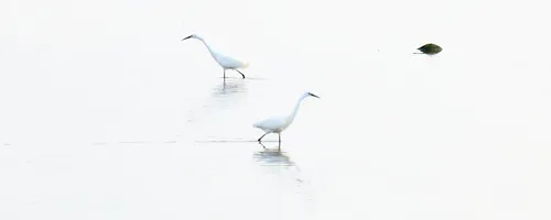 This landscape photograph taken in the early evening during late spring shows two great egrets wading in shallow water in Christchurch, Dorset, United Kingdom. The animals are captured mid-passage across a calm body of water, with their white plumage standing out against the soft, serene setting. The image features birds as the main subject and highlights the natural habitat typical of this region, emphasizing the presence of wildlife in Dorset. The scene is representative of the tranquillity often associated with wetland areas in Christchurch and provides a factual depiction of the great egret species in their environment.